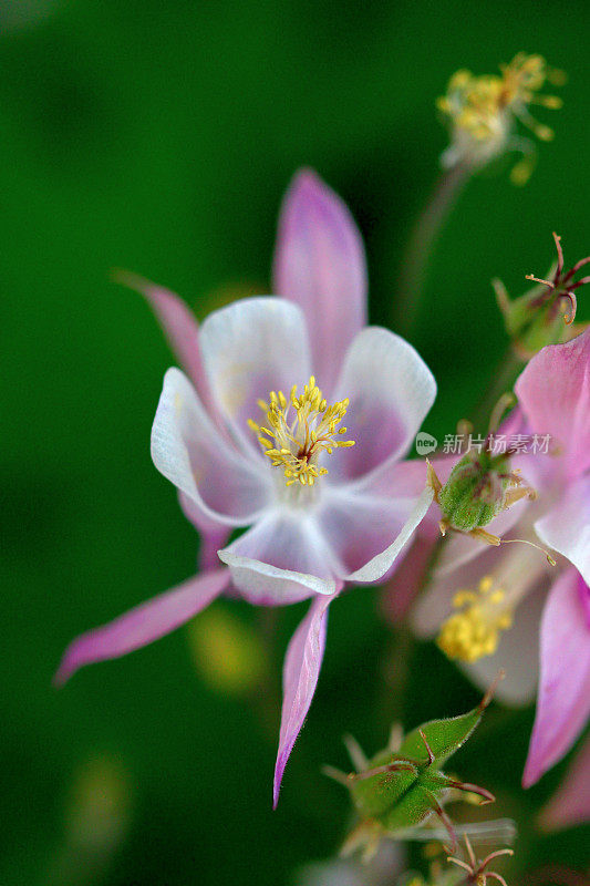 耧斗菜/耧斗菜